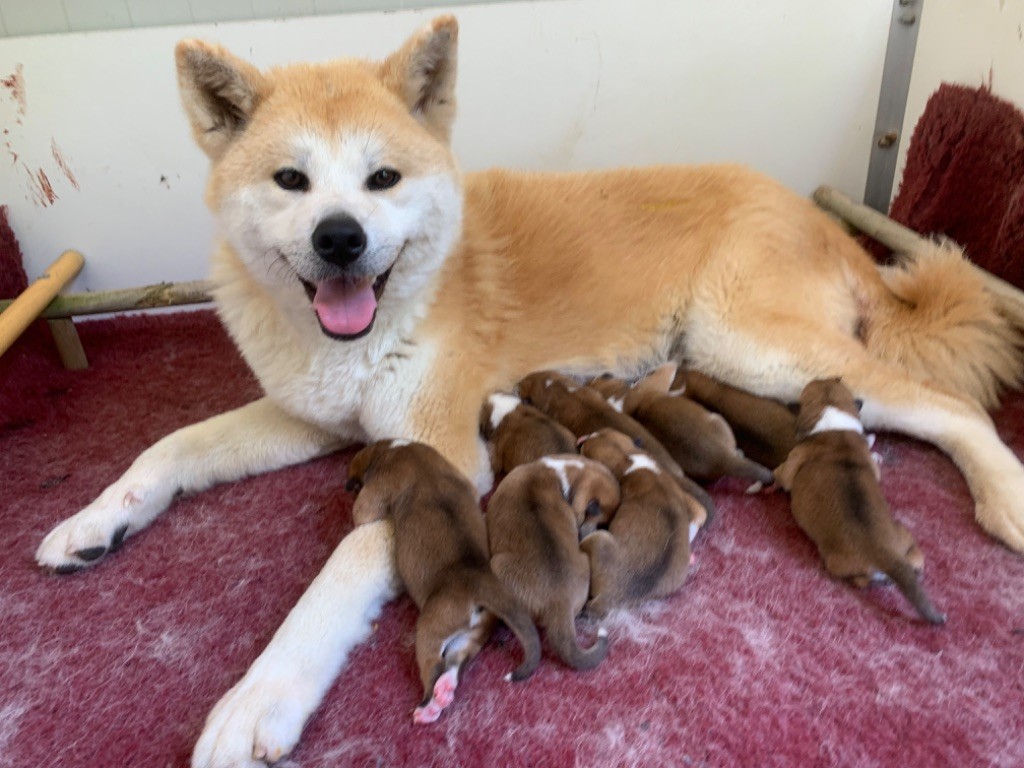 chiot Akita Heashi-Banzuki