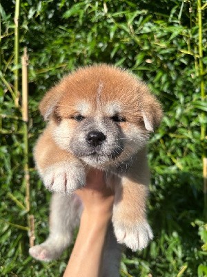 Chiot mâle collier bleu